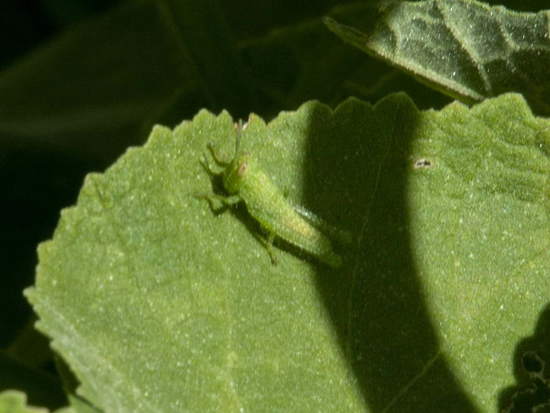 Yellow-lined Grasshopper
