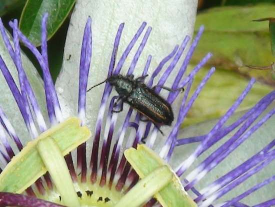 Soft-winged flower beetle