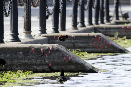 Apple snail
