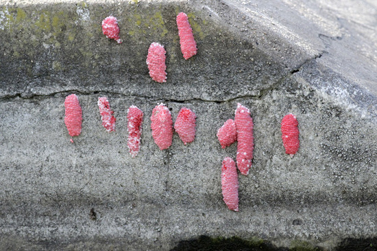Apple snail