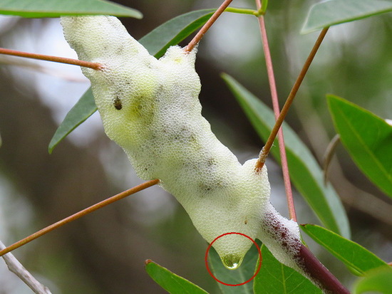 Spittlebug
