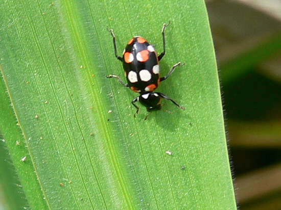 Ladybug