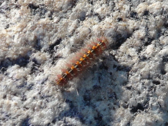 Polilla tigre