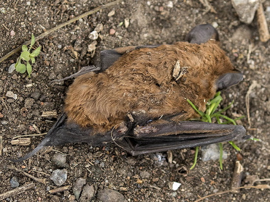 Peter's mastiff bat