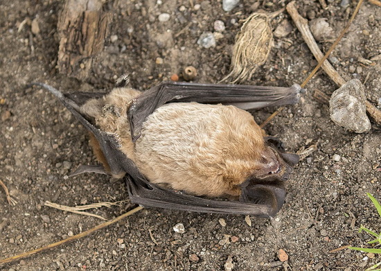 Peter's mastiff bat