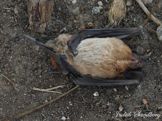 Peter's mastiff bat