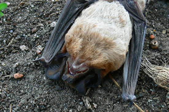 Peter's mastiff bat