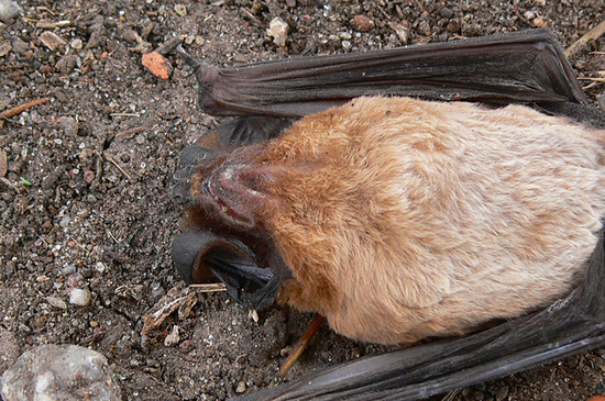 Peter's mastiff bat