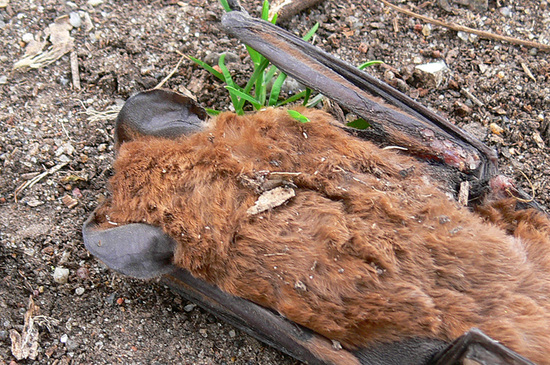 Peter's mastiff bat