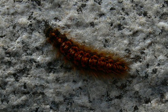 Polilla tigre