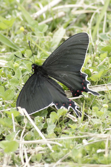 Viuda del monte