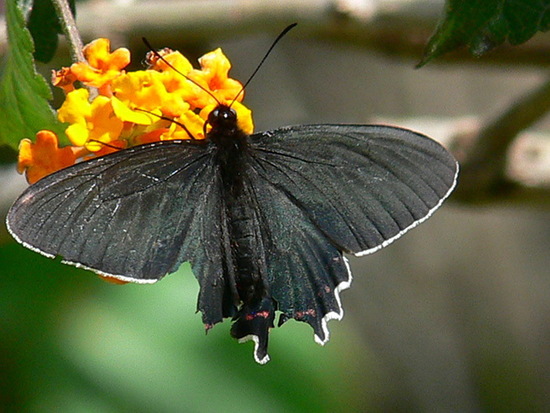 Viuda del monte