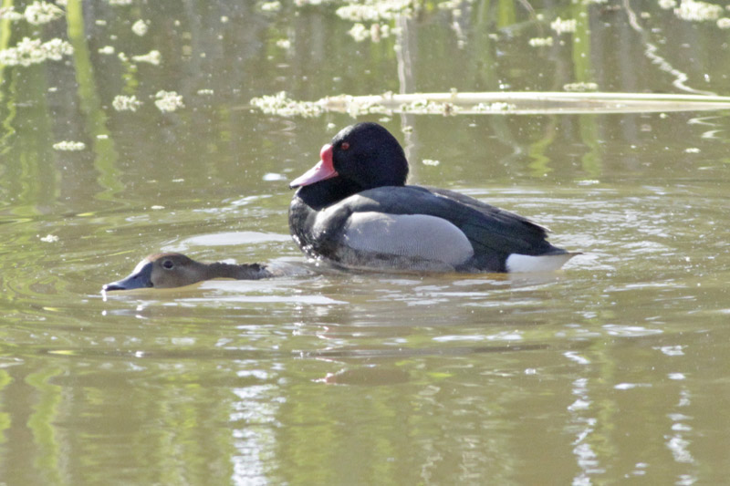 Mating of Rosy-billed Pochard