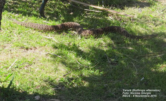 Urutu pit viper