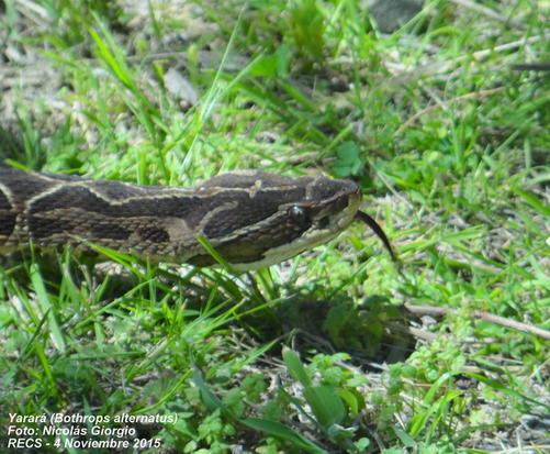 Urutu pit viper