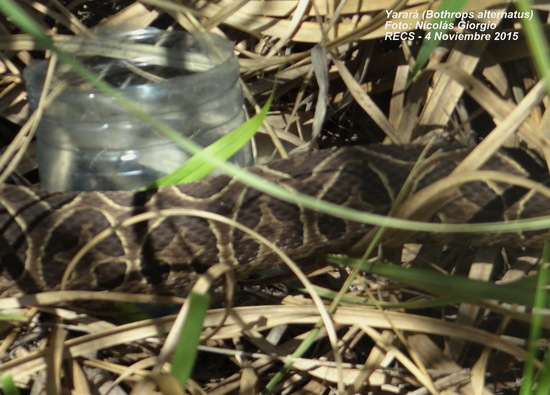 Urutu pit viper
