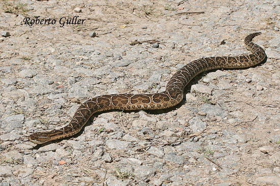 Urutu pit viper