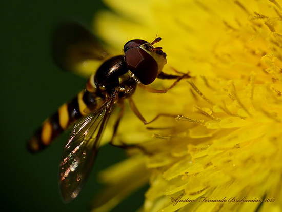 Hoverfly