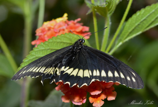 Polydamas swallowtail