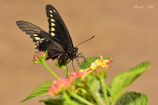Polydamas swallowtail