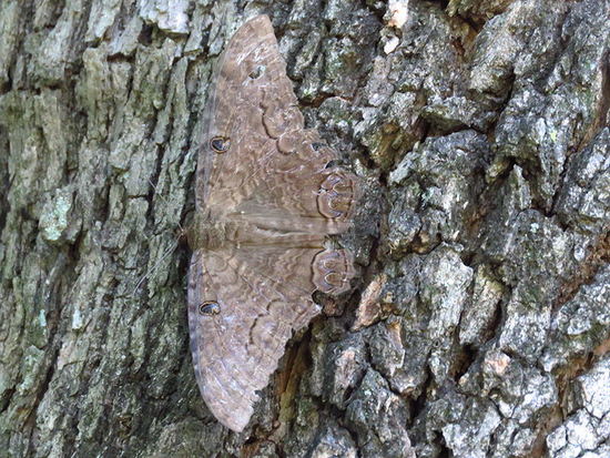 Polilla bruja