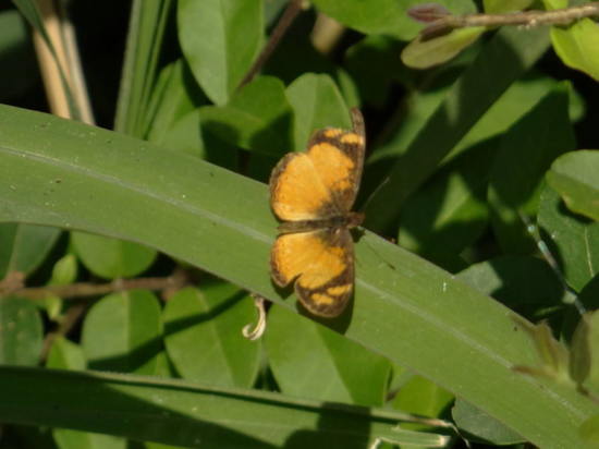 Claudina crescent