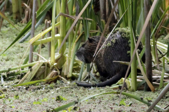Coypu