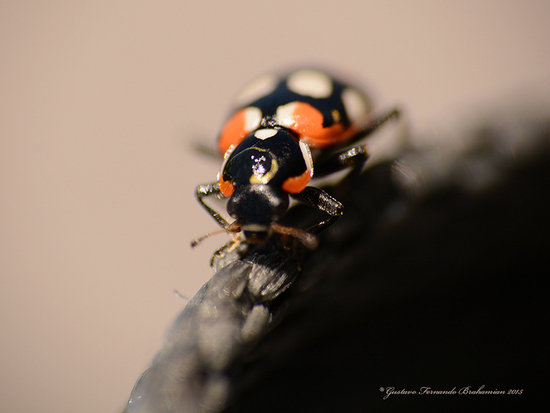 Ladybug