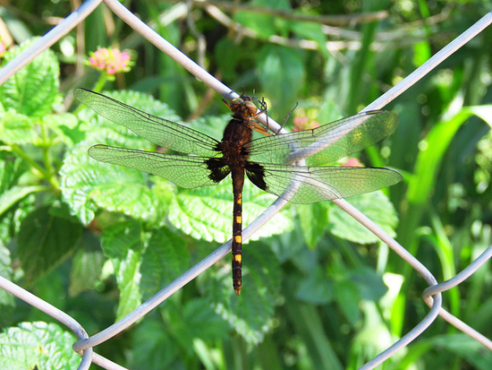 Dragonfly/Skimmers