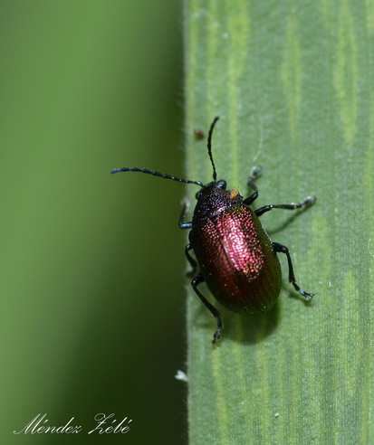 Leaf beetle