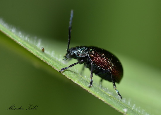 Leaf beetle