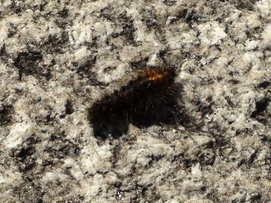 Polilla tigre