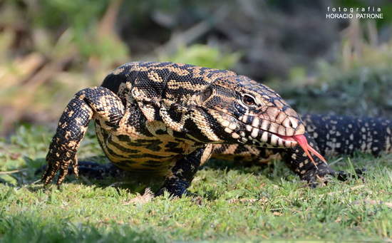Black-and-white tegu lizard