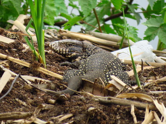 Black-and-white tegu lizard