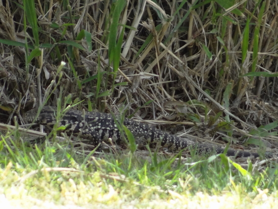 Black-and-white tegu lizard