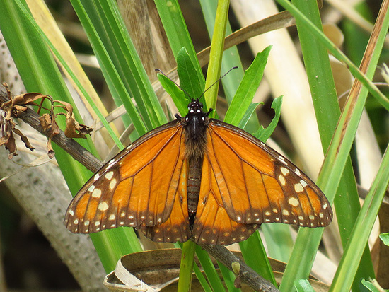 Southern Monarch
