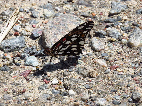 Mexican silverspot