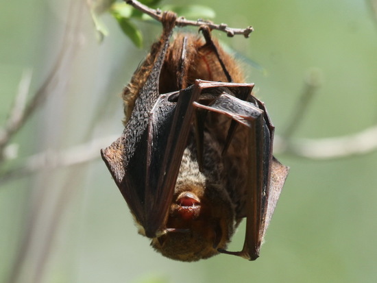 Hoary bat