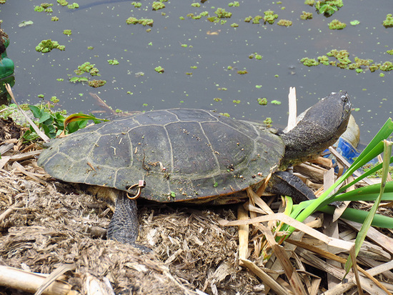 Side-necked turtle