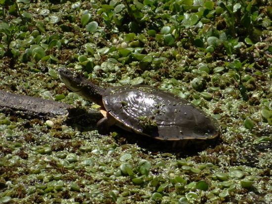 Side-necked turtle