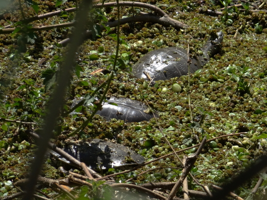 Side-necked turtle