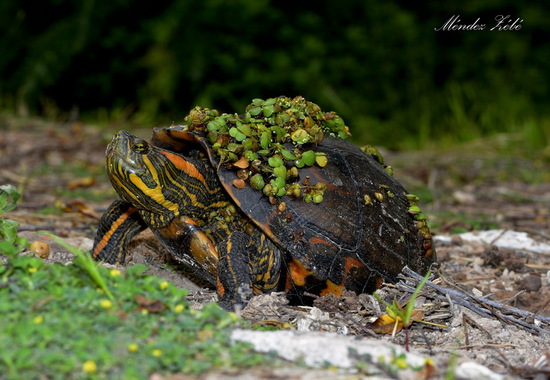 Painted turtle