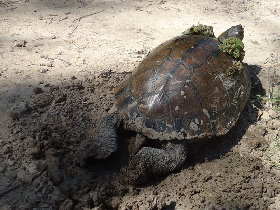 Painted turtle