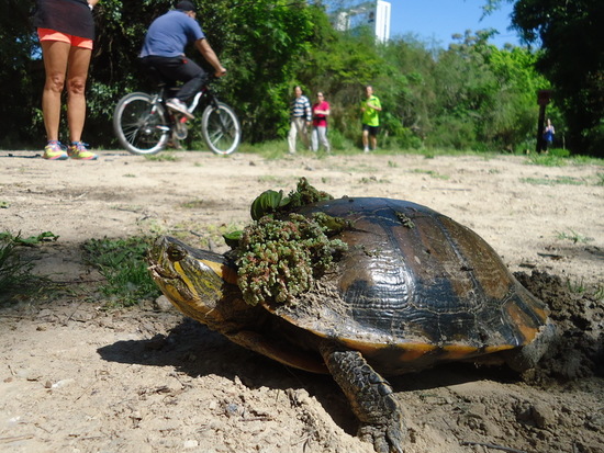 Painted turtle