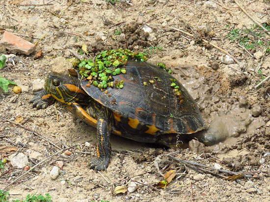 Painted turtle