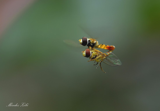 Hoverfly