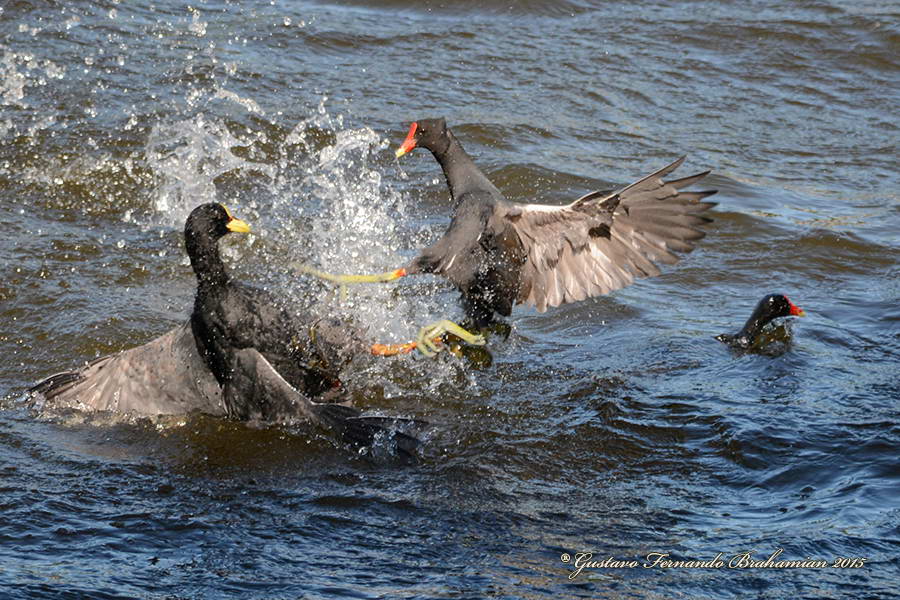 Pelea entre gallaretas ligas rojas y pollonas negra