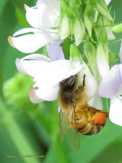 European honey bee