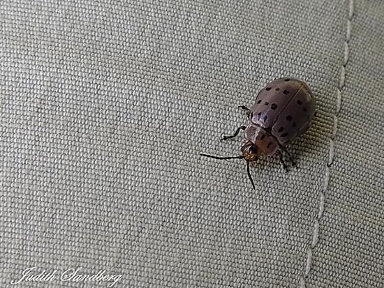 Flea beetle