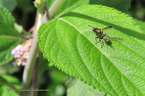 Camuati wasp